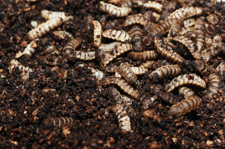 Ấu trùng ruồi lính đen ăn chất thải hữu cơ trước khi chúng được thu hoạch để làm thức ăn gia súc và các sản phẩm khác. (Ảnh: Shutterstock)