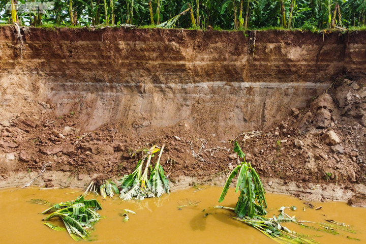 Phú Thọ: Sạt lở nghiêm trọng bờ sông Thao, hơn 1.000 hộ dân bị ảnh hưởng - 3