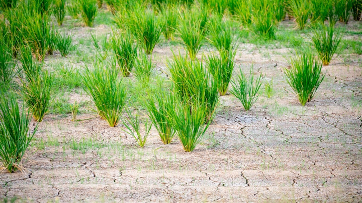 Đang khắc phục hậu quả mưa lũ, Trung Quốc lại đối mặt với hạn hán. (Ảnh: Mạng Quan sát Kinh tế Trung Quốc)