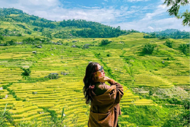 Các tỉnh Đông - Tây Bắc bước vào mùa lúa chín hot nhất trong năm.