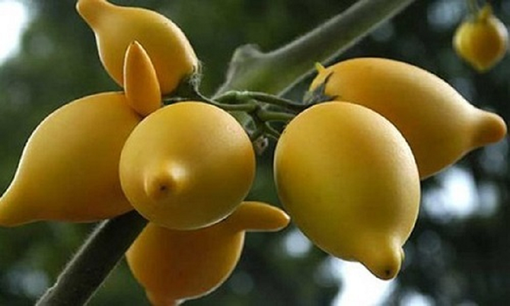 Nhiều người không biết loại quả này.