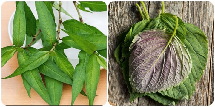 5 loại rau thơm giúp sống khoẻ mọc đầy ở vườn nhà