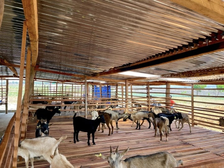 Trang trại của Quang Linh cũng nuôi thêm gia súc.
