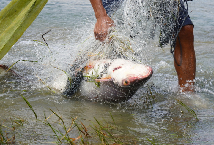 Nhiều chú cá to đã sa lưới của người dân. (Ảnh: P.T)