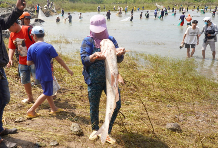 Nhiều chú cá nặng hàng chục kg được đưa lên bờ. (Ảnh: Ph.Tuấn)