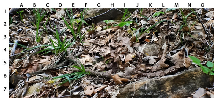 Con rắn ở đâu?