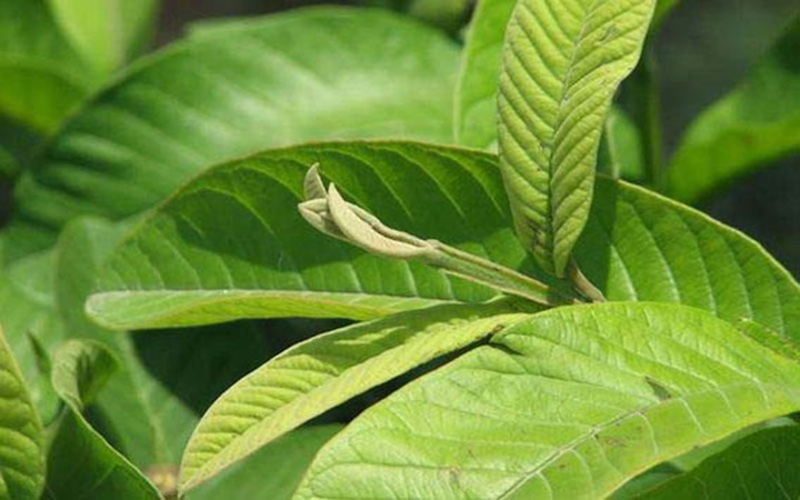 Những lợi ích bất ngờ của lá ổi với cơ thể con người - 2