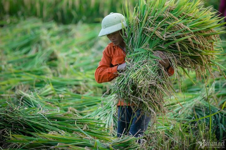 Giá lúa tại thị trường nội địa quá cao so với giá xuất khẩu, nhiều doanh nghiệp tạm dừng mua hàng (Ảnh: Hồ Hải Hoàng).