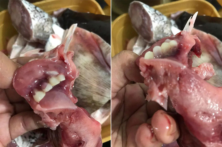 Chụp ở góc nào, hàm răng của con cá cũng giống răng người.