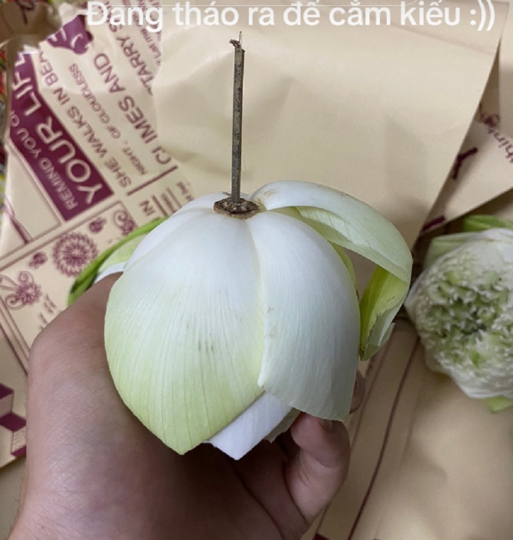 Cận cảnh hoa sen "dởm" cắm bằng que. (Ảnh: Vanhlee)