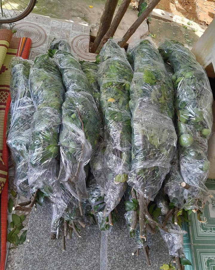 Set cành thị được chị Hoa bọc nilon cẩn thận trước khi giao cho khách.