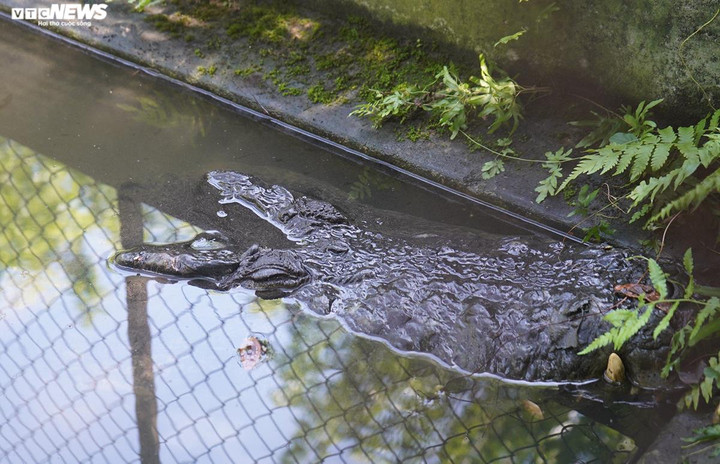 Với ông Tuấn, cá sấu giống như định mệnh của cuộc đời đầy thăng trầm, chúng cũng là người bạn của ông.