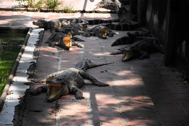 Theo ghi nhận của PV VTC News, trang trại của ông Tuấn có 5 khu nuôi cá sấu. Mỗi bể cá sấu được quây chắn, cẩn thận bằng hàng rào sắt, bên trong là rất nhiều cá sấu với đủ độ tuổi, trong đó có những con ông cất công đi nhiều nơi để mua về, làm phong phú thêm cho trang trại của mình.