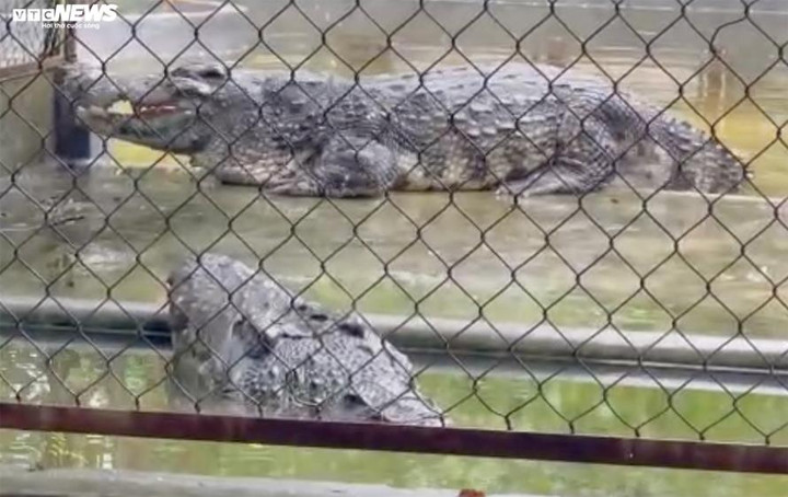 Cá sấu vua và hoàng hậu thường nổi lên lúc trời râm mát. Theo ông Tuấn, rất hiếm khi cả hai con cùng nổi một lúc. Cặp cá sấu khủng này cũng được ở riêng trong từng bể, có biển chỉ dẫn khách vào tận nơi tham quan.