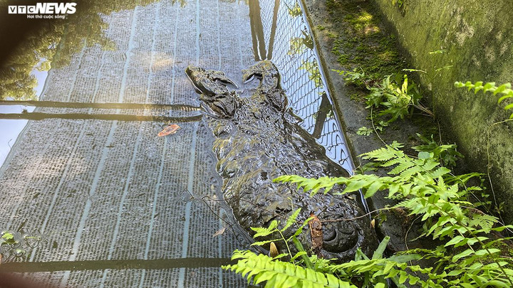 Mặc dù trải qua giai đoạn khó khăn khi đối mặt dịch COVID-19 nhưng ông Tuấn vẫn dành tình yêu đặc biệt với loài động vật hung dữ này.