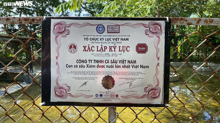 Tháng 10/2019, cá sấu vua với chiều dài 4,1 m, nặng hơn 400 kg được Tổ chức Kỷ lục Việt Nam trao bằng xác lập kỷ lục “Con cá sấu Xiêm được nuôi lớn nhất Việt Nam”.