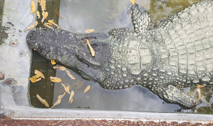 Theo Wikipedia, cá sấu Xiêm còn gọi là cá sấu Thái Lan hay cá sấu nước ngọt, sinh sống ở Indonesia, Brunei, Đông Malaysia, Lào, Campuchia, Myanmar, Thái Lan và Việt Nam. Trong điều kiện tự nhiên, chúng thích sống ở các vùng nước chảy chậm như đầm, sông và hồ. Phần lớn cá sấu trưởng thành không dài quá 3 m. Đây là loài có khích thước trung bình, đa số đều đạt kích thước dưới 3,5 m. Thế nhưng, ở trang trại của ông Tuấn lại xuất hiện cặp cá sấu vua và hoàng hậu cùng thuộc giống cá sấu Xiêm có cân nặng và chiều dài khủng. (Trong ảnh là cá sấu vua)