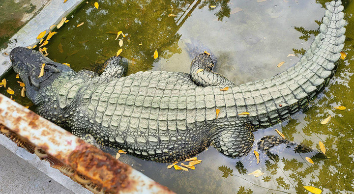 Ông Tuấn cho biết, thời điểm hiện tại, cá sấu vua nặng gần 500 kg, dài hơn 4,5 m, cá sấu hoàng hậu nặng gần 400 kg. (Ảnh: CTV)