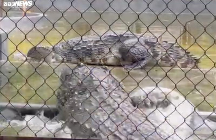 Cặp cá sấu vua và hoàng hậu có tuổi đời hơn 30 năm, được ông Tuấn đưa về cùng nhau. Chúng luôn được ông ưu tiên chăm sóc cả về thức ăn cũng như chuồng trại.