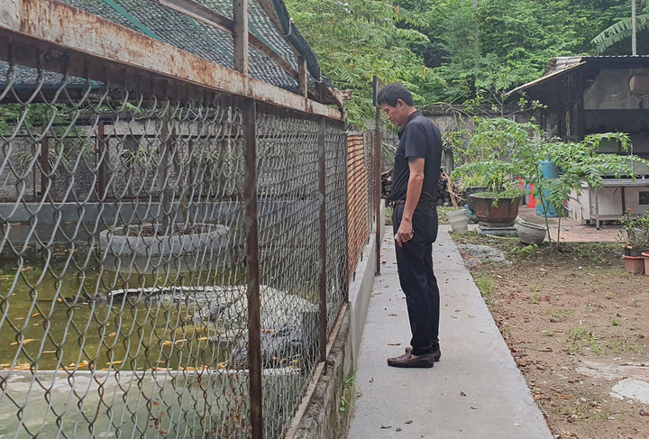 Cách trung tâm TP Hải Phòng không xa là trang trại cá sấu lớn nhất miền Bắc với diện tích gần 10.000 m2 của ông Cao Văn Tuấn ở phường Hùng Vương, quận Hồng Bàng, Hải Phòng. (Ảnh: CTV).