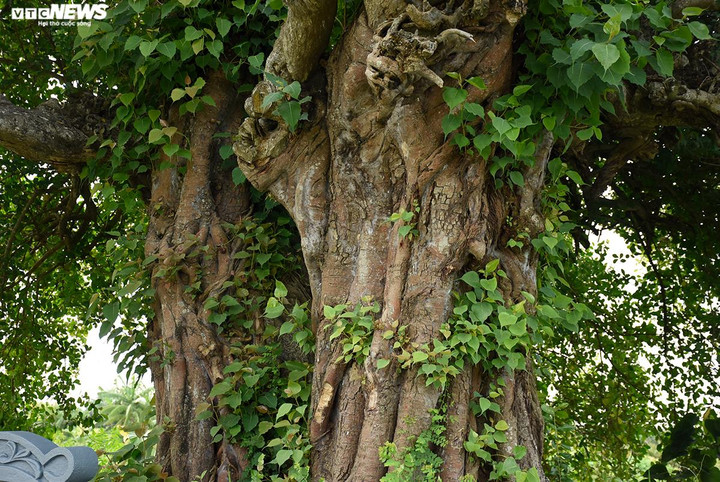 Rễ cây ăn sâu, lấy dinh dưỡng từ cánh đồng Vàng và cứ thế phát triển từ đời này qua đời khác, ít sâu mọt.