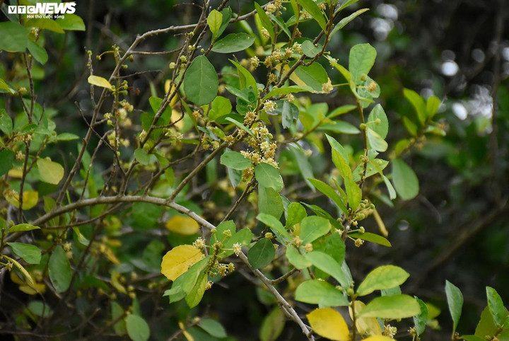Lá cây mọc so le, quanh năm có màu xanh. Khi hoa kết trái sẽ cho ra những trái mọng màu vàng, vị ngọt khi chín.