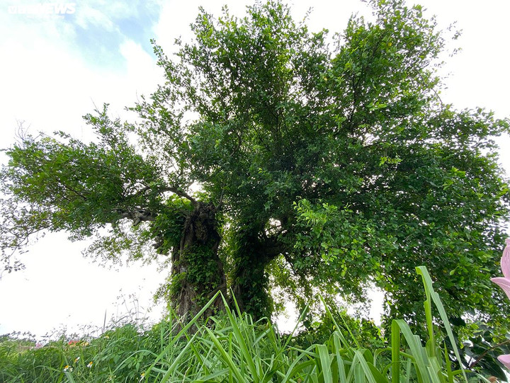 Trả lời PV VTC News, ông Trịnh Văn Cảnh - Trưởng làng văn hoá làng Phú La cho biết, cây duối cao khoảng 7-8 m, cánh lá xoè rộng chiếm diện tích khoảng 180 m2. Cây có ý nghĩa quan trọng trong đời sống người dân bởi cây duối gắn với truyền thống lịch sử, bản sắc văn hóa quê hương và các dòng tộc trong làng.