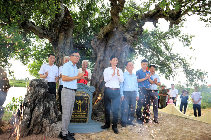 Tháng 7 vừa qua, cây duối đôi cổ thụ được công nhận là cây Di sản Việt Nam. Đây là sự kiện có ý nghĩa rất quan trọng, góp phần bảo vệ, giữ gìn cảnh quan thiên nhiên, hệ sinh thái, bảo vệ nguồn gen quý hiếm. (Ảnh: Cổng thông tin điện tử TP Hải Phòng).