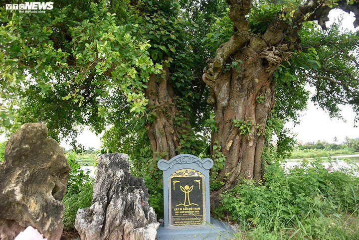 "Cây duối đôi cổ thụ được dân làng bảo vệ đời này qua đời khác như một vật quý của địa phương, không ai xâm phạm. Trong buổi lễ công nhận cây duối đôi cổ thụ là cây Di sản Việt Nam, người dân làng Phú La đều rất vui, nhiều người đi làm xa trên mọi miền đất nước còn gửi thư chúc mừng", ông Cảnh nói.