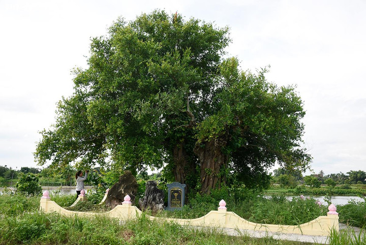 Hơn 300 năm nay, cảnh vật xung quanh nhiều thay đổi nhưng cây duối đôi (còn gọi là cây duối chị em) thuộc làng Phú La, xã An Hoà, huyện An Dương, Hải Phòng, vẫn phát triển xanh tốt. Cặp duối này cùng nhau sinh trưởng, phát triển, xoè tán rợp một khu cánh đồng Vàng.