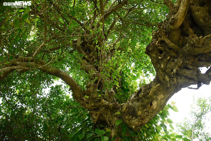 Cặp duối chị em với thân cành khúc khuỷu, màu nâu sẫm, các cành cây phân cấp tạo tán hình búp măng.