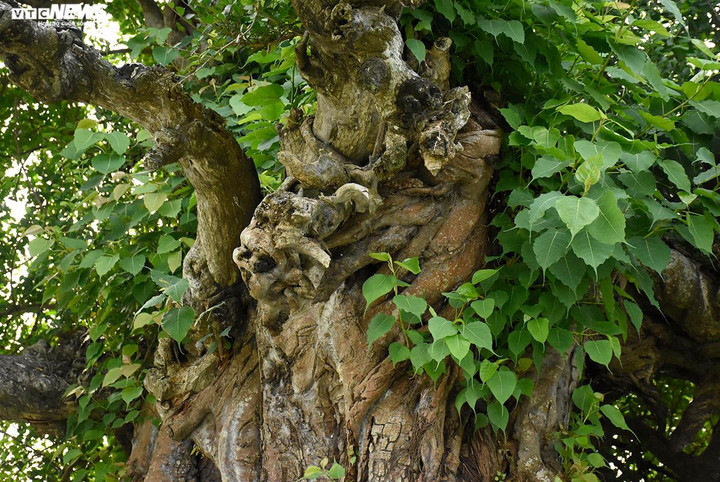 Khoảng 10 năm gần đây, trên thân cây duối xuất hiện cây sống kí sinh khiến sự sinh trưởng, phát triển của cây bị chậm lại. "Những năm gần đây, địa phương cũng thuê người cắt bỏ cây sống kí sinh, đồng thời thường xuyên dọn dẹp cảnh quan xung quanh", ông Cảnh chia sẻ.