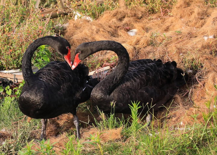 Nghỉ lễ 2/9, trẻ em thành Vinh đổ về Eco Central Park ngắm thiên nga mới sinh - 7