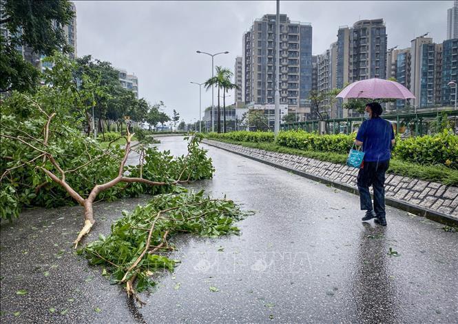 Cây cối gãy đổ khi bão Saola đổ bộ vào Tseung Kwan O, Hong Kong, Trung Quốc ngày 2/9/2023. (Ảnh minh họa: TTXVN)