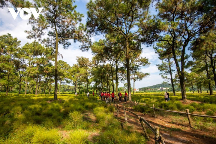 Check-in cánh đồng rễ đẹp mơ màng ở Chí Linh, Hải Dương - 13