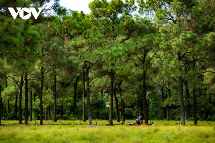 Cánh đồng rễ của ông Khiêm nằm dưới hàng thông bạt ngàn, xa xa là những dãy núi trùng điệp tạo nên bức tranh cảnh sắc thiên nhiên tuyệt đẹp.