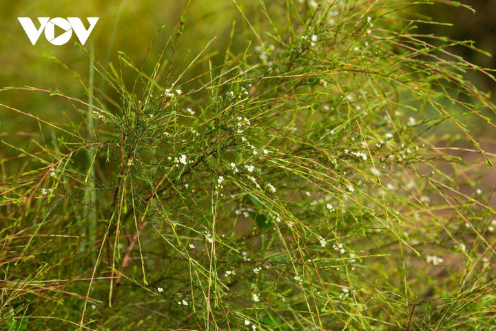 Cây rễ còn có tên khác là cây thanh hao hay Kim Sa Tùng, với cành nhỏ vươn dài, lá hình cánh kim, khi thu hoạch dùng làm chổi, rễ quét nhà.