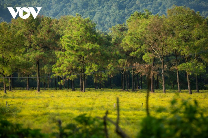 Cây rễ có mùi hương thơm rất đặc trưng, dịu quyện vào trong gió cùng cảnh đẹp xanh mướt của bãi rễ bao quanh là rừng thông xa xa có những dãy núi... Tất cả tạo nên một bức tranh thiên nhiên tuyệt đẹp.