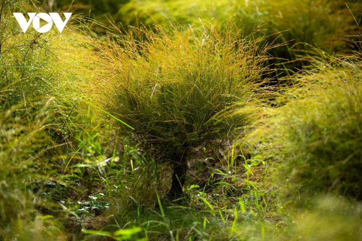 Ông Khiêm cho biết thời điểm cánh đồng rễ đẹp nhất vào khoảng tháng 8 âm lịch, khi tiết trời chuẩn bị vào thu có nắng vàng, cây cũng đã cao vừa độ, xanh tốt, sắp được thu hoạch.