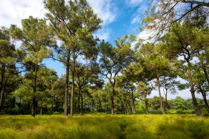 Ông Nguyễn Văn Khiêm (khu dân cư Tiên Sơn, phường Cộng Hoà, TP. Chí Linh) thầu một diện tích trồng cây rễ rộng 3 ha trong tổng cộng 15 ha rễ ở Côn Sơn. Khu đồng rễ của gia đình ông ở phía trong cùng, nằm xen với rừng thông tạo nên cảnh sắc vô cùng lãng mạn, nên thơ.