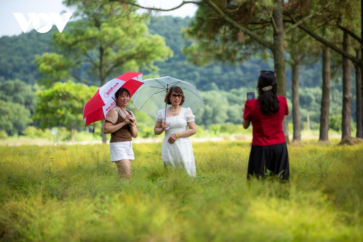 Từ năm 2013 đến nay, khu đồng cây rễ của gia đình ông Khiêm thu hút rất đông du khách đến tham quan và chụp ảnh vào dịp cuối tuần.