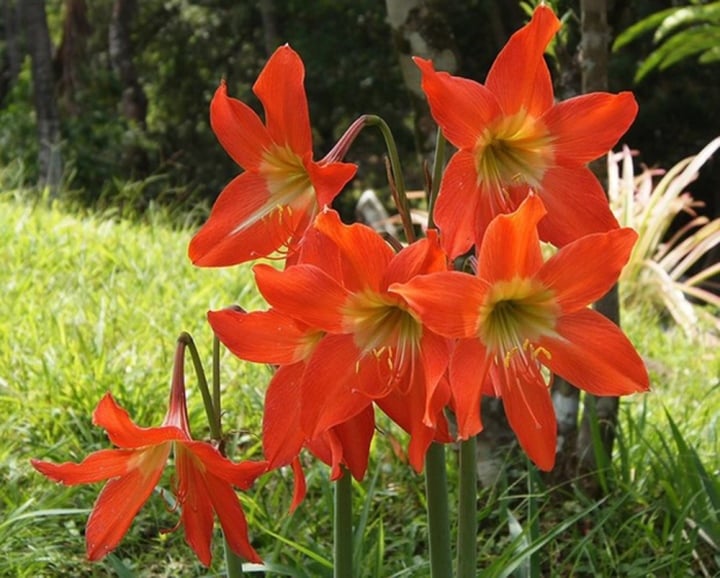 Hoa Huệ LiLy