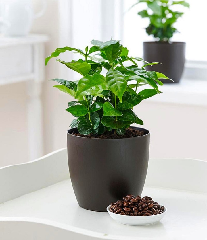 Cà phê cảnh (Ảnh: Florastore)