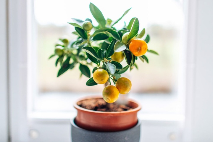 Cây họ cam quýt có kiểu dáng lạ mắt và màu sắc bắt mắt. (Ảnh: Marthastewart)