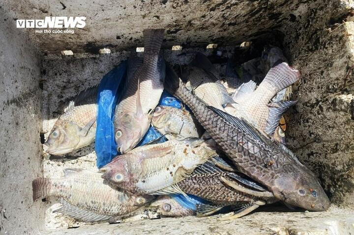 Số cá đang được công nhân đô thị vớt lên mỗi ngày để xử lý, tránh gây tình trạng ô nhiễm môi trường.