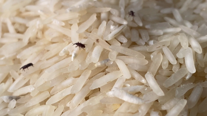 Gạo bị mọt sẽ giảm giá trị dinh dưỡng và mất đi hương vị thơm ngon. Vì thế bạn cần biết cách bảo quản gạo không bị mọt. (Ảnh: Lupon)