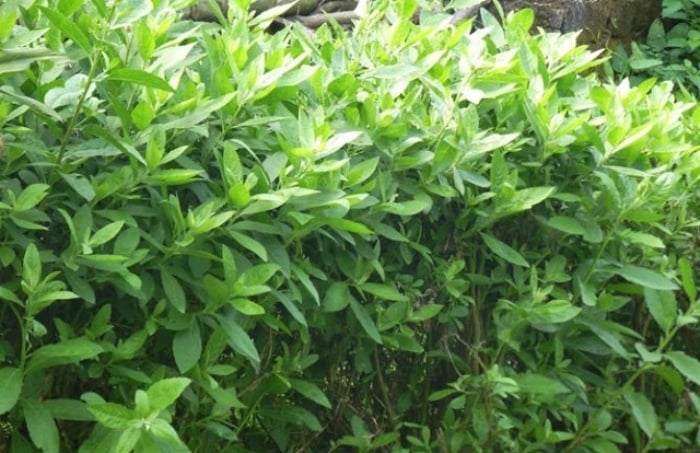 Cây cúc tần là loại cây không xa lạ với những người nước Việt Nam. (Ảnh minh hoạ)