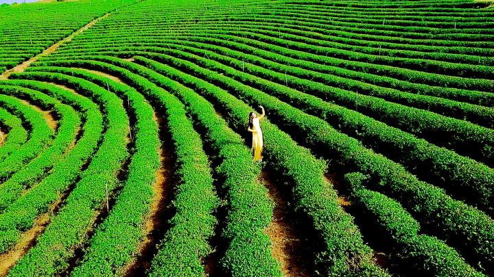 Đồi chè Bảo Lộc, tỉnh Lâm Đồng.