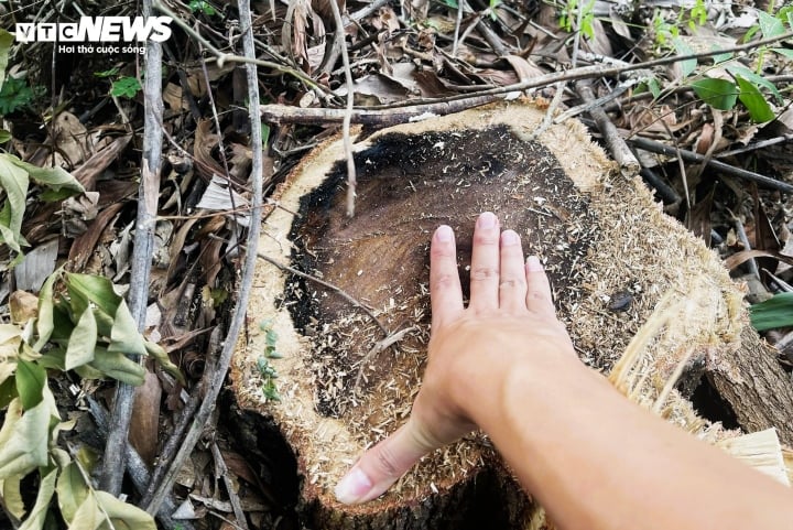 Hiện tại chính quyền và cơ quan chức năng huyện Phù Mỹ vẫn chưa xác định thủ phạm tàn sát rừng phòng hộ.