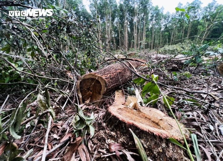 Hiện tại vẫn chưa biết trách nhiệm quản lý rừng phòng hộ trên là của ai và vẫn đang chờ kết quả điều tra của cơ quan chức năng để biết ai là thủ phạm hạ sát rừng.